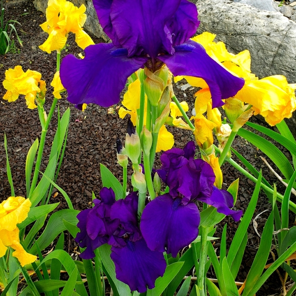 Meet your Posher, Erin - Picture 1 of 1